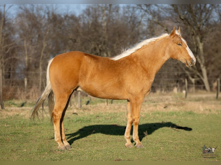 Caballo cuarto de milla Caballo castrado 6 años 155 cm Palomino in Trenton