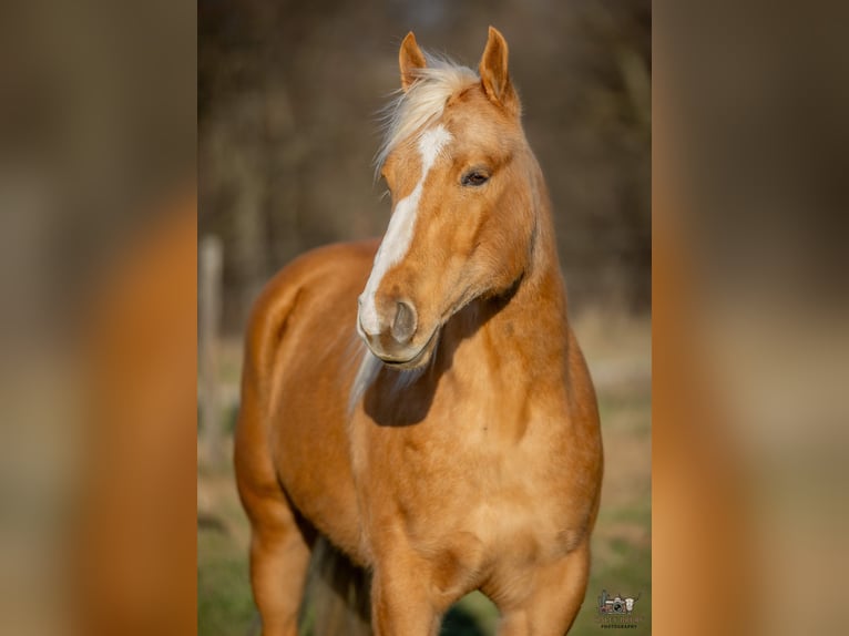 Caballo cuarto de milla Caballo castrado 6 años 155 cm Palomino in Trenton