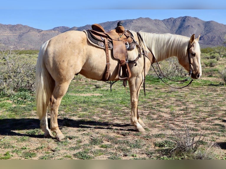 Caballo cuarto de milla Caballo castrado 6 años 155 cm Palomino in Wickenburg