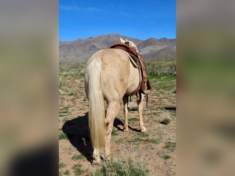 Caballo cuarto de milla Caballo castrado 6 años 155 cm Palomino in Wickenburg
