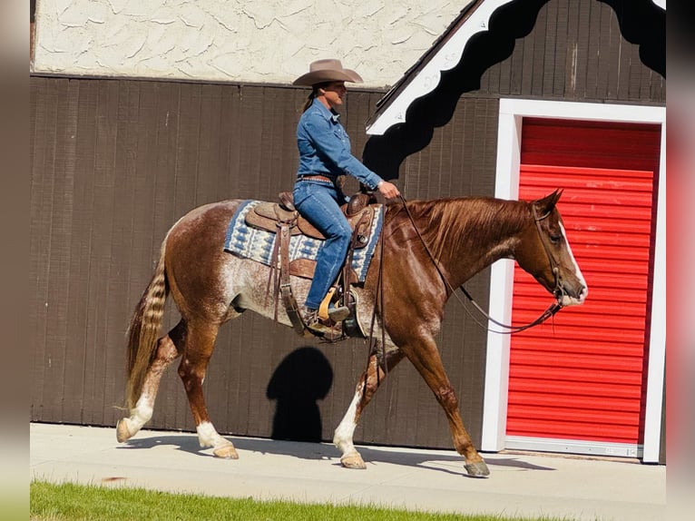 Caballo cuarto de milla Caballo castrado 6 años 155 cm Rabicano in Lake Lillian, MN