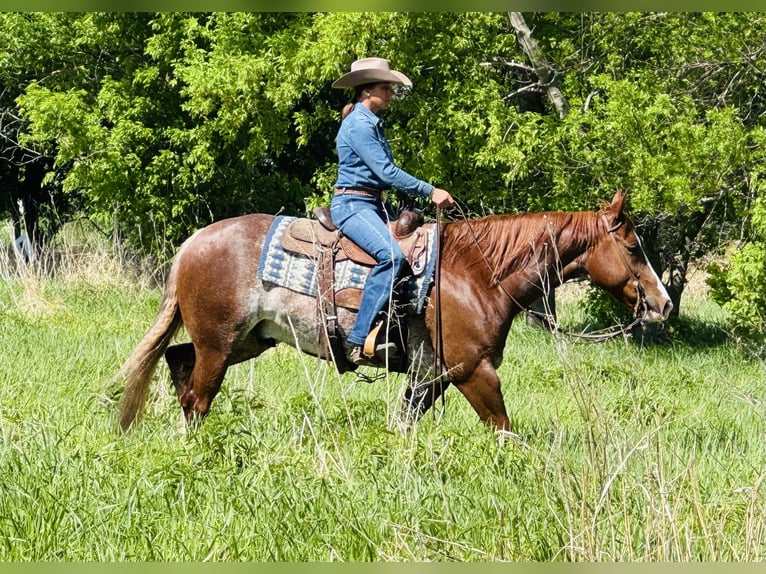 Caballo cuarto de milla Caballo castrado 6 años 155 cm Rabicano in Lake Lillian, MN