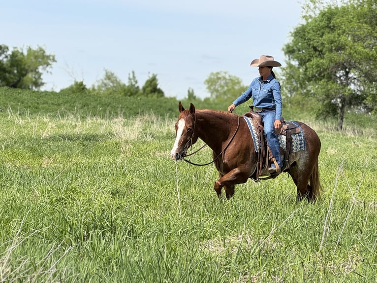Caballo cuarto de milla Caballo castrado 6 años 155 cm Rabicano in Lake Lillian, MN