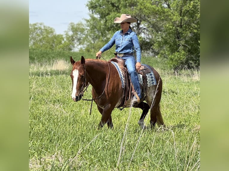 Caballo cuarto de milla Caballo castrado 6 años 155 cm Rabicano in Lake Lillian, MN