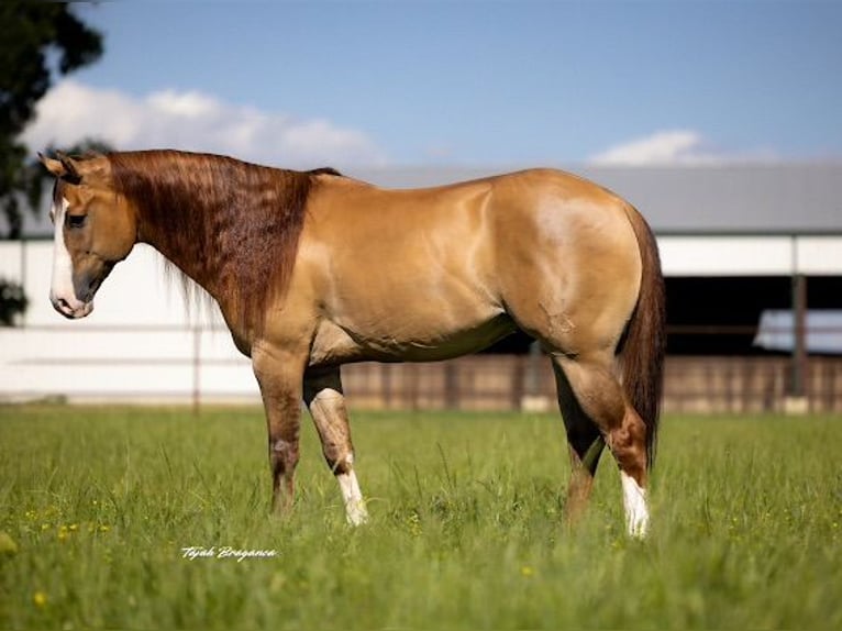 Caballo cuarto de milla Caballo castrado 6 años 155 cm in Crescent, OK