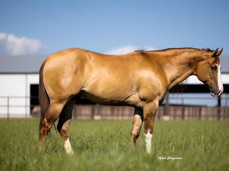 Caballo cuarto de milla Caballo castrado 6 años 155 cm in Crescent, OK