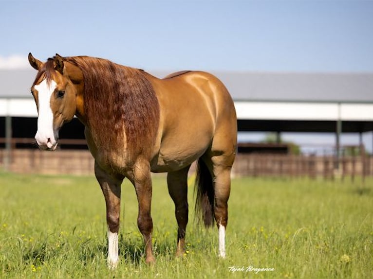 Caballo cuarto de milla Caballo castrado 6 años 155 cm in Crescent, OK