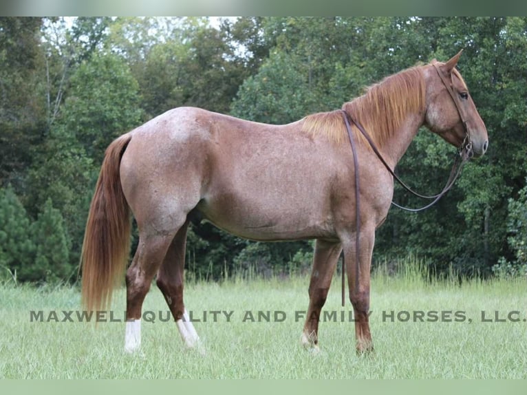 Caballo cuarto de milla Caballo castrado 6 años 155 cm Ruano alazán in Cherryville NC