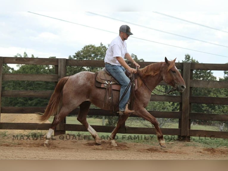 Caballo cuarto de milla Caballo castrado 6 años 155 cm Ruano alazán in Cherryville NC