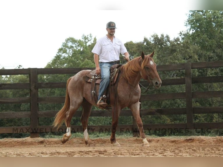Caballo cuarto de milla Caballo castrado 6 años 155 cm Ruano alazán in Cherryville NC