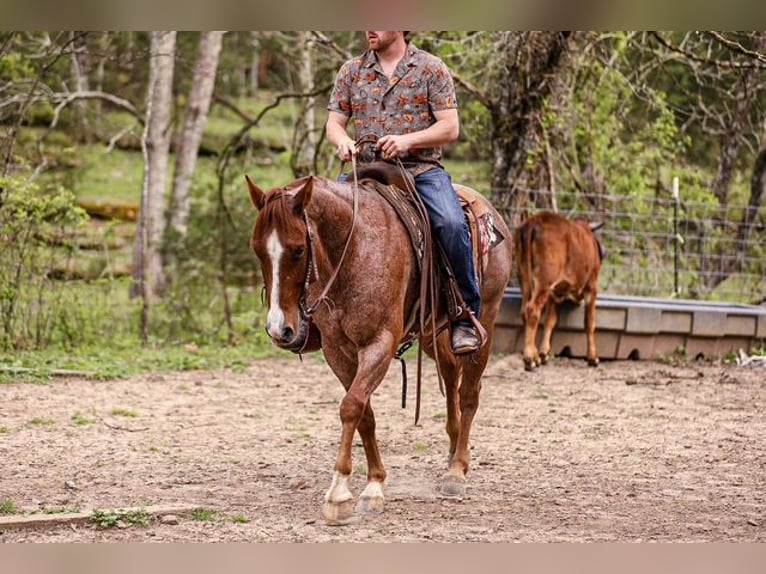 Caballo cuarto de milla Caballo castrado 6 años 155 cm Ruano alazán in Santa Fe, TN