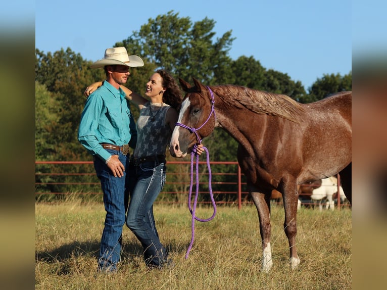 Caballo cuarto de milla Caballo castrado 6 años 155 cm Ruano alazán in Baxter Springs
