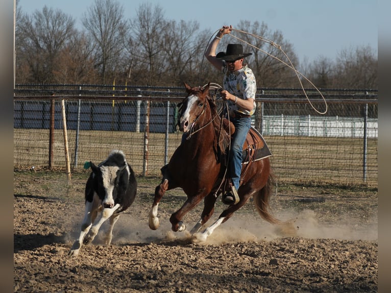 Caballo cuarto de milla Caballo castrado 6 años 155 cm Ruano alazán in Baxter Springs