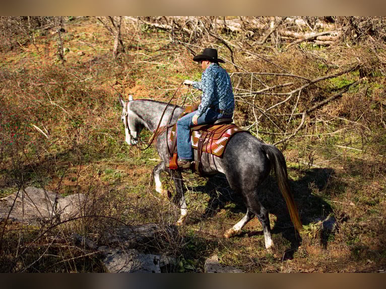 Caballo cuarto de milla Caballo castrado 6 años 155 cm Tordo in Santa Fe