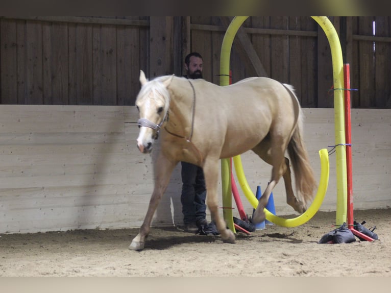 Caballo cuarto de milla Caballo castrado 6 años 156 cm Palomino in Steinen