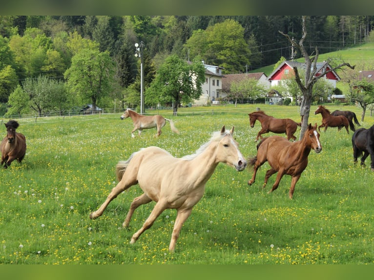 Caballo cuarto de milla Caballo castrado 6 años 156 cm Palomino in Steinen