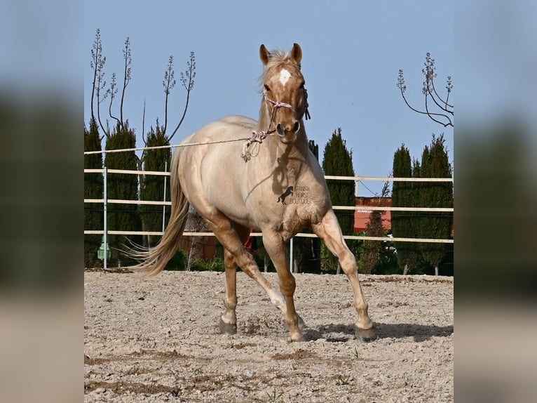 Caballo cuarto de milla Caballo castrado 6 años 156 cm Palomino in Mallorca