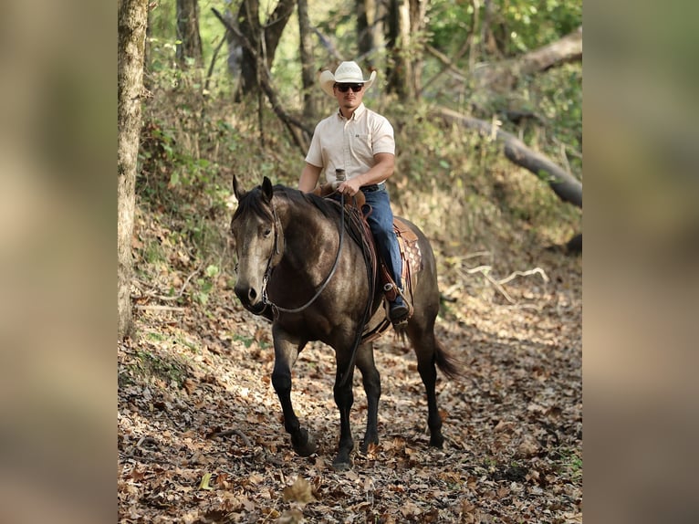 Caballo cuarto de milla Caballo castrado 6 años 157 cm Buckskin/Bayo in Buffalo