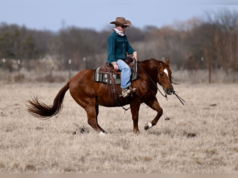 Caballo cuarto de milla Caballo castrado 6 años 157 cm Castaño-ruano in Mineral Wells