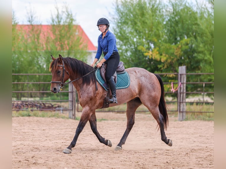 Caballo cuarto de milla Caballo castrado 6 años 157 cm Castaño-ruano in Ranger