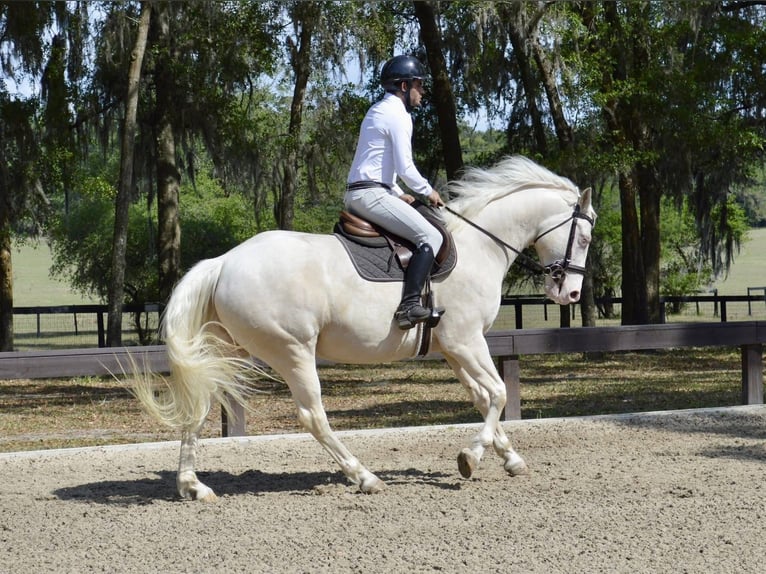 Caballo cuarto de milla Caballo castrado 6 años 157 cm Cremello in Micanopy