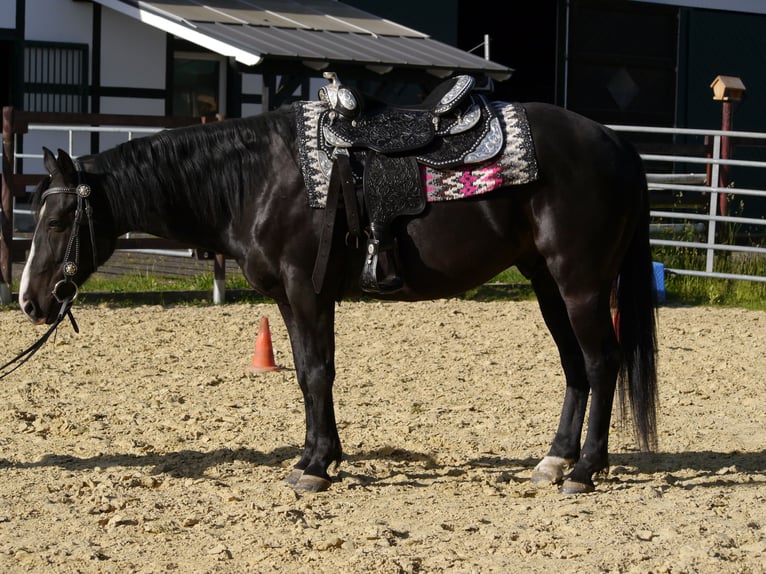 Caballo cuarto de milla Caballo castrado 6 años 157 cm Negro in Reichshof