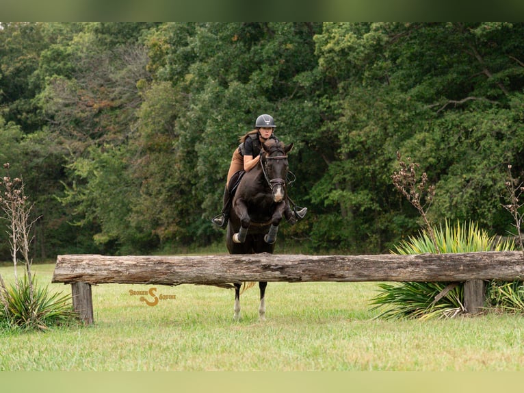 Caballo cuarto de milla Caballo castrado 6 años 157 cm Negro in Bogard, MO