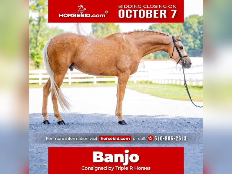 Caballo cuarto de milla Caballo castrado 6 años 157 cm Palomino in Narvon, PA