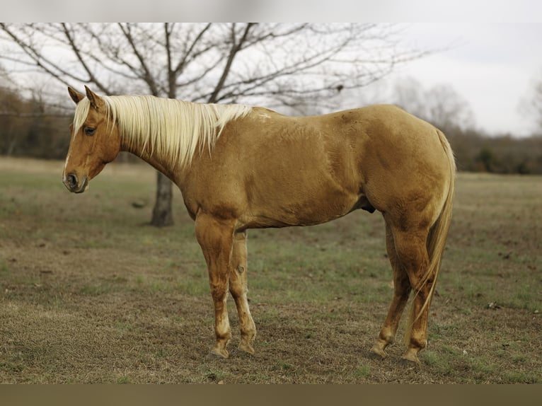 Caballo cuarto de milla Caballo castrado 6 años 157 cm Palomino in Quitman