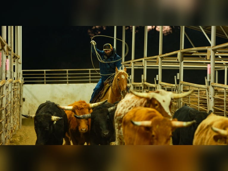 Caballo cuarto de milla Caballo castrado 6 años 157 cm Palomino in Quitman