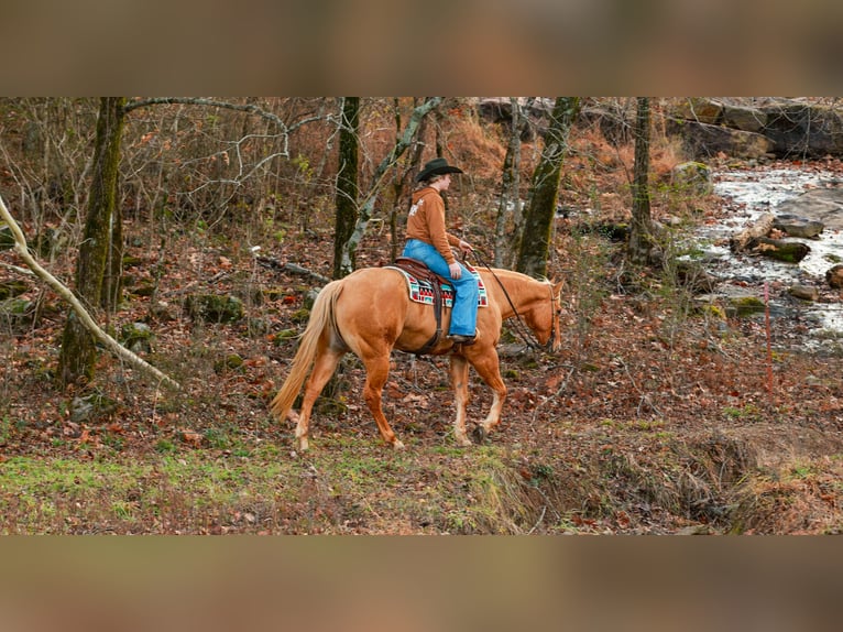 Caballo cuarto de milla Caballo castrado 6 años 157 cm Palomino in Quitman