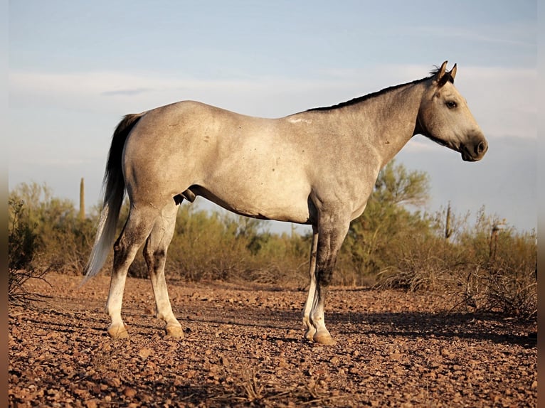Caballo cuarto de milla Caballo castrado 6 años 157 cm Tordo in Marana