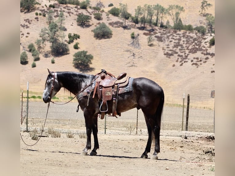 Caballo cuarto de milla Caballo castrado 6 años 157 cm Tordo rodado in Paicines CA