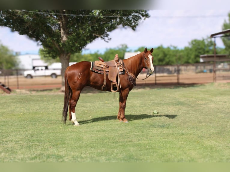 Caballo cuarto de milla Caballo castrado 6 años 160 cm Alazán-tostado in El Paso TX