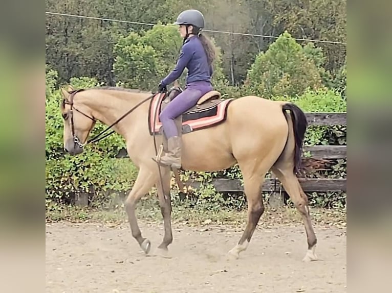 Caballo cuarto de milla Caballo castrado 6 años 160 cm Buckskin/Bayo in Jeffersonton