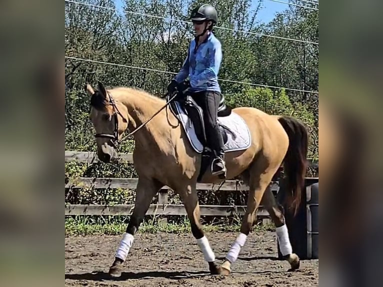 Caballo cuarto de milla Caballo castrado 6 años 160 cm Buckskin/Bayo in Jeffersonton