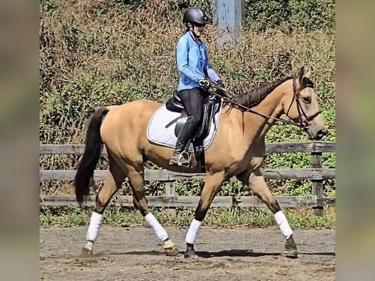 Caballo cuarto de milla Caballo castrado 6 años 160 cm Buckskin/Bayo in Jeffersonton