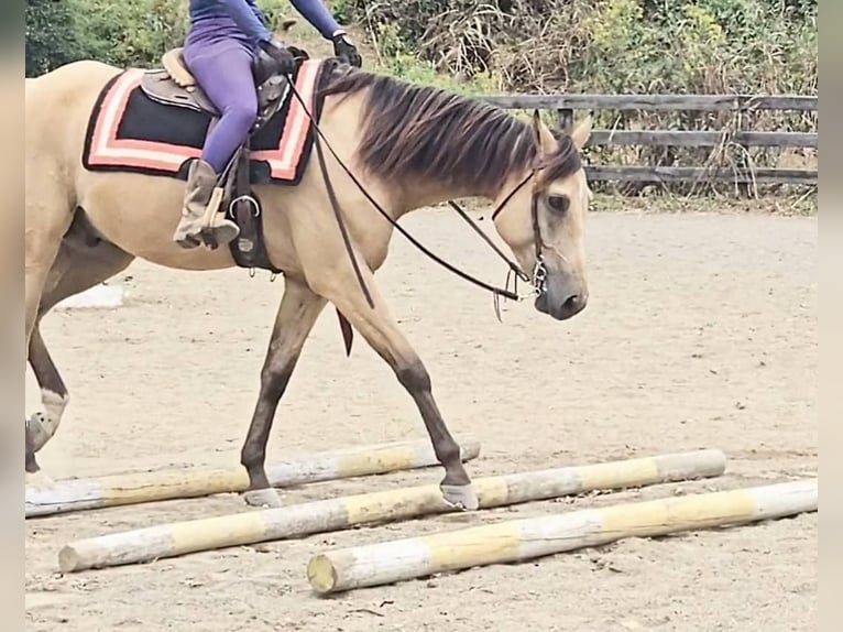 Caballo cuarto de milla Caballo castrado 6 años 160 cm Buckskin/Bayo in Jeffersonton