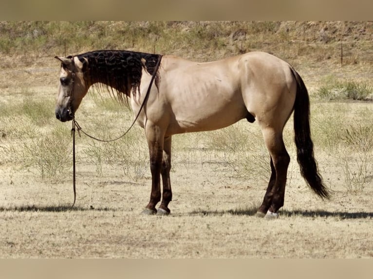 Caballo cuarto de milla Caballo castrado 6 años 160 cm Buckskin/Bayo in Paicines CA