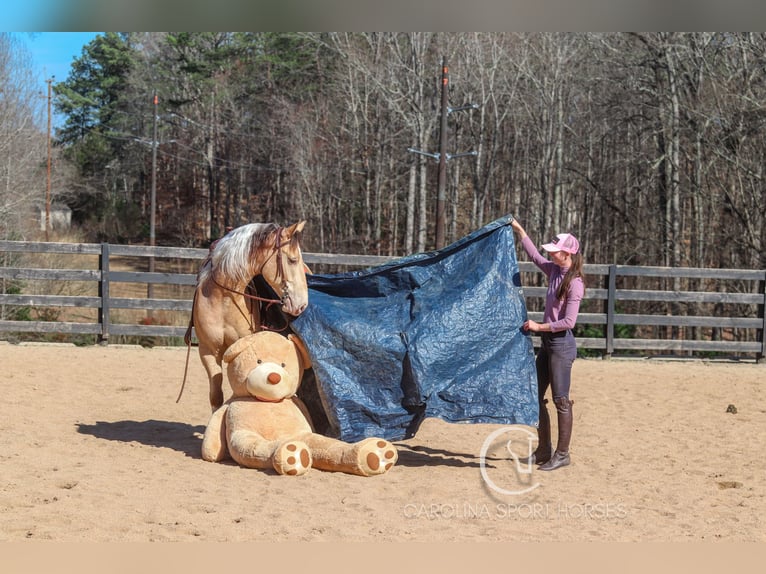 Caballo cuarto de milla Mestizo Caballo castrado 6 años 160 cm in Clover, SC