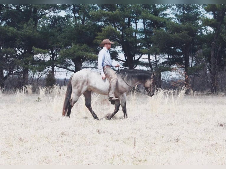 Caballo cuarto de milla Caballo castrado 6 años 160 cm Grullo in North Judson IN