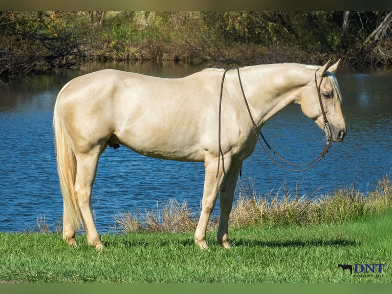 Caballo cuarto de milla Caballo castrado 6 años 160 cm Palomino in Henderson