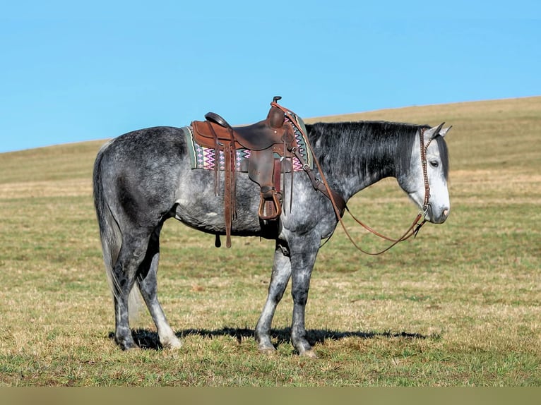 Caballo cuarto de milla Caballo castrado 6 años 160 cm Tordo in Clarion