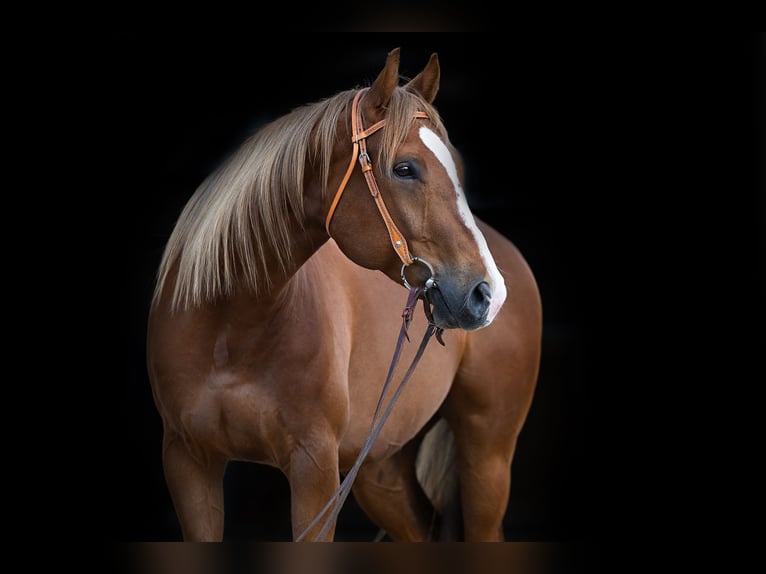 Caballo cuarto de milla Caballo castrado 6 años 162 cm Alazán in Willich