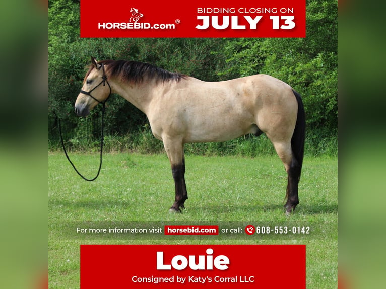 Caballo cuarto de milla Caballo castrado 6 años 163 cm Buckskin/Bayo in Dodgeville
