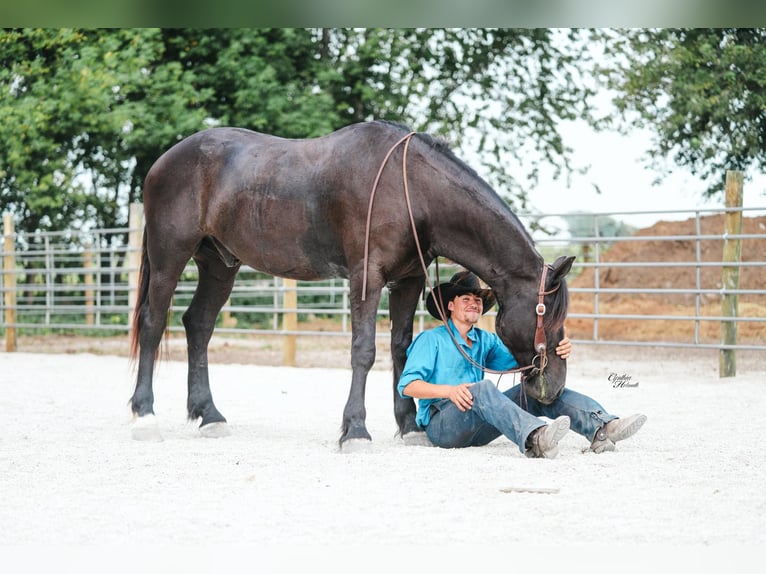 Caballo cuarto de milla Caballo castrado 6 años 163 cm Negro in Independence IA