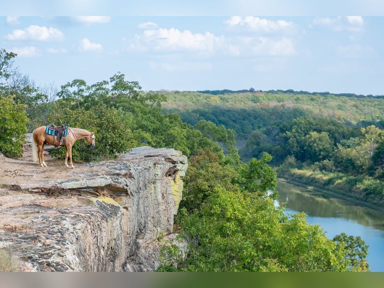 Caballo cuarto de milla Caballo castrado 6 años 163 cm Palomino in Rockville