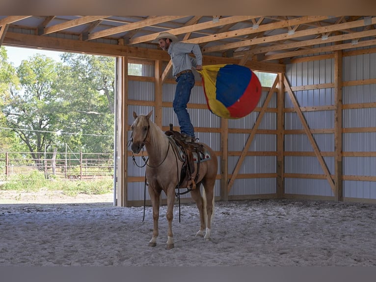 Caballo cuarto de milla Caballo castrado 6 años 163 cm Palomino in Rockville