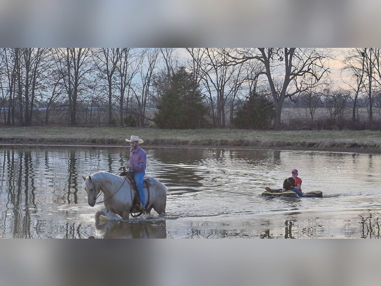 Caballo cuarto de milla Caballo castrado 6 años 163 cm Palomino in Rockville