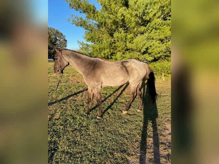 Caballo cuarto de milla Caballo castrado 6 años 163 cm Ruano azulado in Springfield MO